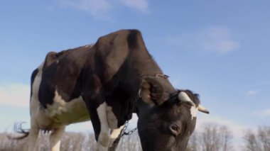 Yeşil Çimenli Dairy Cow Orazing. Otlaktaki Sığırlar