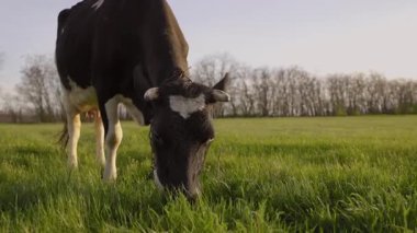 Yeşil Çimenli Dairy Cow Orazing. Otlaktaki Sığırlar