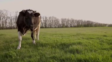 Yeşil Çimenli Dairy Cow Orazing. Otlaktaki Sığırlar