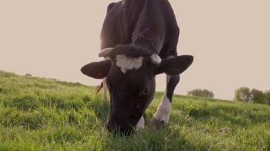 Yeşil Çimenli Dairy Cow Orazing. Otlaktaki Sığırlar