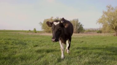 Komik inek kameraya doğru yürüyor. Meadow 'da mandıra otlatma. Otlaktaki Sığırlar