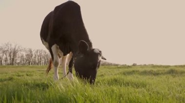 Milk Cow Meadow 'da Yeşil Çim Yiyor. Otlakta otlayan sığırlar