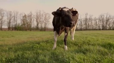 Süt İneği Mavi Gökyüzü ile Güzel Çayır 'da otluyor. Gün batımında Otlakta Sığırlar