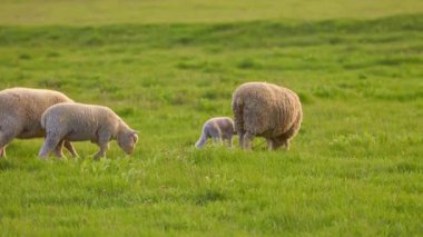 Yeşil Çimenli Koyun Otlağı. Çiftlikteki çiftlik hayvanları. 