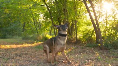 Belçika Çoban Köpeği Sıçrıyor ve Topu Yakalamaya Çalışıyor, Ağır çekim. Köpek oyunu ve dışarıda egzersiz.