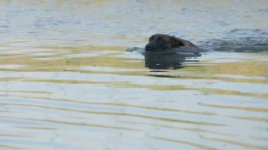 Belçika Çoban Köpeği suda yüzüyor, ağır çekim. Nehirde Köpek Oynama ve Egzersiz