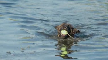 Belçika Çoban Köpeği Dişlerinde Top Oyuncağıyla Suda Yüzüyor, Ağır Çekimde. Nehirde Köpek Oynama ve Egzersiz