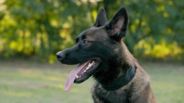 Belçika Çoban Köpeği Açık Hava, Ağır çekim. Ağaçlarla Çayırda Köpek Yürüyüşü