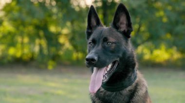 Belçika Çoban Köpeği Açık Hava, Ağır çekim. Ağaçlarla Çayırda Köpek Yürüyüşü