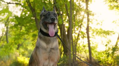 Yeşil Ağaçların Arkaplanına Karşı Belçika Çoban Köpeğinin Portresi. Köpek, yavaş çekimde dilinden dışarı nefes alır.