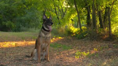 Yeşil Ağaçların Arkaplanına Karşı Belçika Çoban Köpeğinin Portresi. Köpek, yavaş çekimde dilinden dışarı nefes alır.