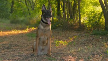 Yeşil Ağaçların Arkaplanına Karşı Belçika Çoban Köpeğinin Portresi. Köpek, yavaş çekimde dilinden dışarı nefes alır.