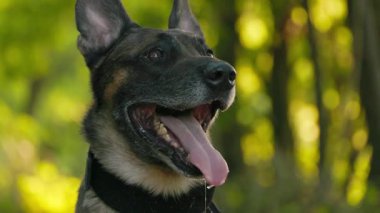 Yeşil Ağaçların Arkaplanına Karşı Belçika Çoban Köpeğinin Portresi. Köpek, yavaş çekimde dilinden dışarı nefes alır.