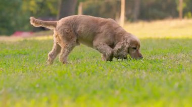 Köpek English Cocker Spaniel Park 'ta Çimenlerde Yürüyor, Yavaş Hareket