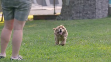 Köpek İngiliz Hamamböceği Spaniel Yavaş Hareket 'in sahibi olmak için parkta koşuyor. 