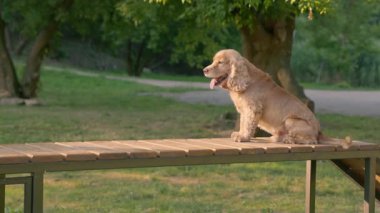 Dog Jumps on Special Engel Dogs for Dogs, Slow Motion 'da. İngiliz Cocker Spaniel Açık Hava Eğitimi