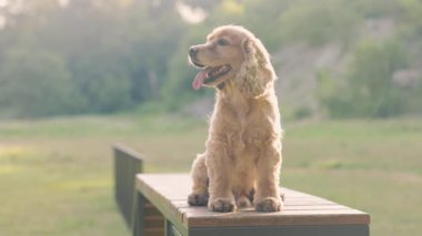 Güzel Köpek 'in Portresi İngiliz Cocker Spaniel Dışarıda Yürüyüşte