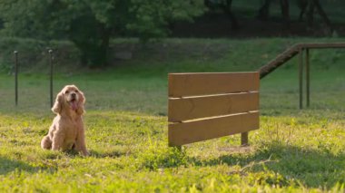 Sly Dog engelin üzerinden atlamak istemiyor ve etrafında koşuyor, ağır çekim. Park 'taki Özel Çocuk Bahçesinde Köpek Eğitimi
