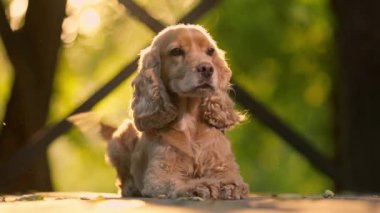 Köpek İngiliz Cocker Spaniel, tahta zeminde yatıyor. Köpek uzanır ve kuyruğunu sallar. 