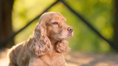Köpek İngiliz Cocker Spaniel, tahta zeminde yatıyor. Köpek uzanır ve kuyruğunu sallar.