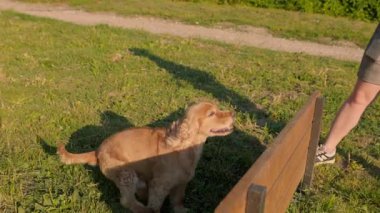 Dog Jumps on Special Engel Dogs for Dogs, Slow Motion 'da. İngiliz Cocker Spaniel Açık Hava Eğitimi