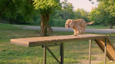 Engelli Köpek Sıçrıyor ve Köpek maması kasesine koşuyor, Yavaş Hareket. İngiliz Cocker Spaniel Açık Hava Eğitimi
