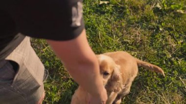 İngiliz Cocker Spaniel Dog sahibinin emirlerini yerine getirdi. Dışarıda Köpek Yürüyüşü