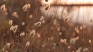 Kurumuş bitkiler gün batımında, açık havada rüzgara karşı hareket ediyorlar.