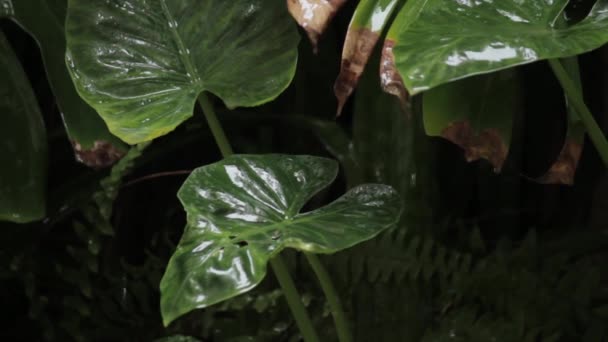 Trópusi Növények Nagy Zöld Leveleire Zöld Növényekre Eső — Stock videók