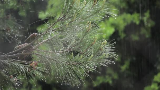 雨点落在松树上 水滴落在它们的绿叶 树和水上 — 图库视频影像