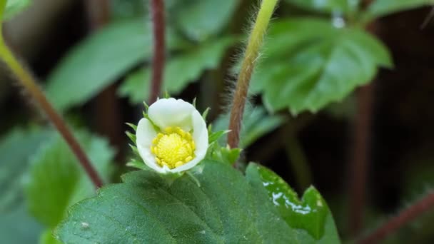 Strawberry Plant Flower Opening Time Lapse — Stock Video