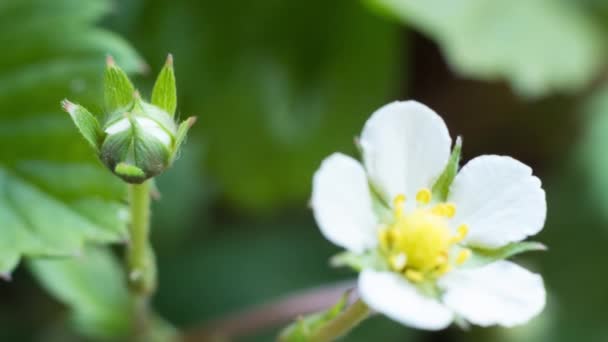 Strawberry Plant Flower Opening Time Lapse — Vídeo de Stock