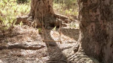 Tarladaki bir ağaçta sallan İnsansız, açık havada sallan