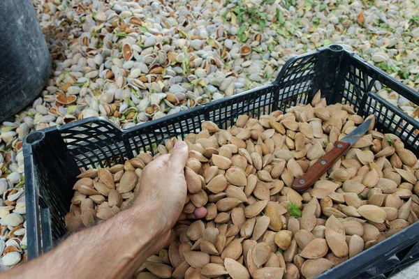 Almonds Piled Piles Ground Drying Peeling Rustic — Stock Photo, Image