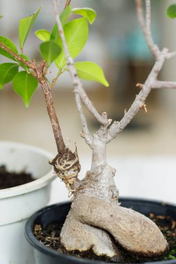 İncir ağacının üzerindeki hava tabakası..