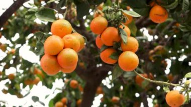 Portakal ağacından sarkan portakallar