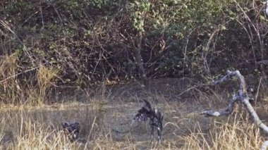 Afrika bozkırlarında yavruları olan vahşi bir köpek sürüsünün inanılmaz yakın çekimi.