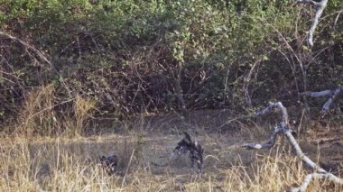 Afrika bozkırlarında yavruları olan vahşi bir köpek sürüsünün inanılmaz yakın çekimi.