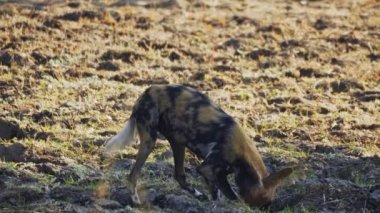 Afrika bozkırlarında vahşi bir köpek sürüsünün inanılmaz yakın çekimi.