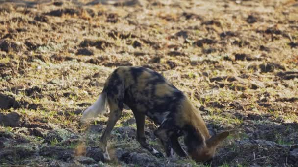 Verbazingwekkende Close Van Een Kudde Wilde Honden Afrikaanse Savanne — Stockvideo