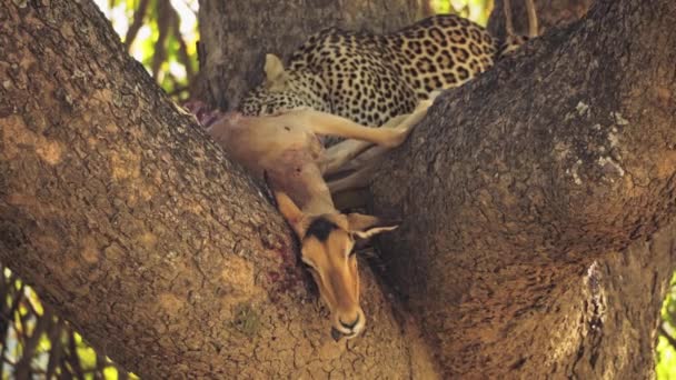 Niesamowite Zbliżenie Pięknego Dzikiego Lamparta Jedzącego Impalę Drzewie — Wideo stockowe