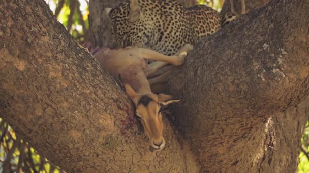 Неймовірне Крупним Планом Красивий Дикий Леопард Їсть Іммалу Дереві — стокове відео