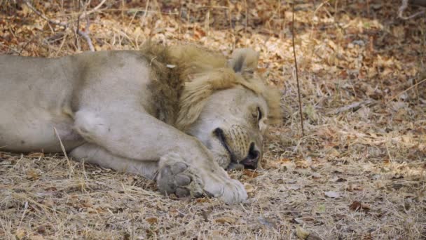 Úžasné Detailní Záběr Velkého Lva Odpočívajícího Africké Savaně — Stock video
