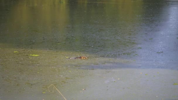 Дивовижний Крупним Планом Дикий Крокодил Плаває Африканській Річці — стокове відео