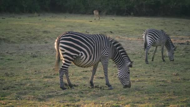 Amazing Close Group Zebras Eating African Savannah — Stock Video