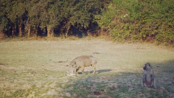 Erstaunliche Nahaufnahme Eines Warzenschweins Beim Fressen Der Afrikanischen Savanne — Stockvideo