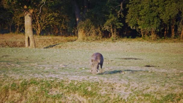 在非洲热带稀树草原 一只食尸狼惊人的特写镜头 — 图库视频影像