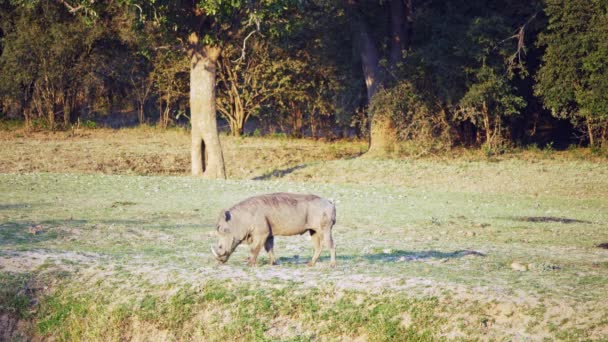 Incroyable Gros Plan Phacochère Mangeant Dans Savane Africaine — Video