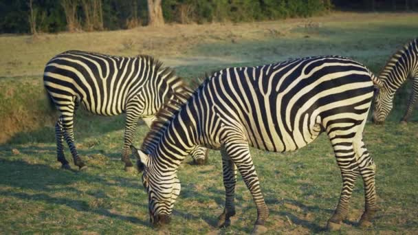 Incrível Close Grupo Zebras Comendo Savana Africana — Vídeo de Stock