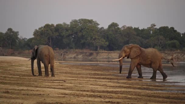 日落时一群非洲野生大象在河岸上令人难以置信的特写 — 图库视频影像
